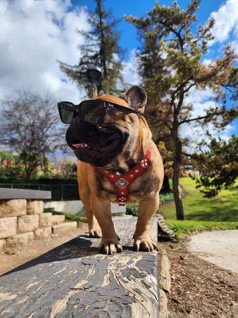 Eros Harness Black and Orange Small to Medium