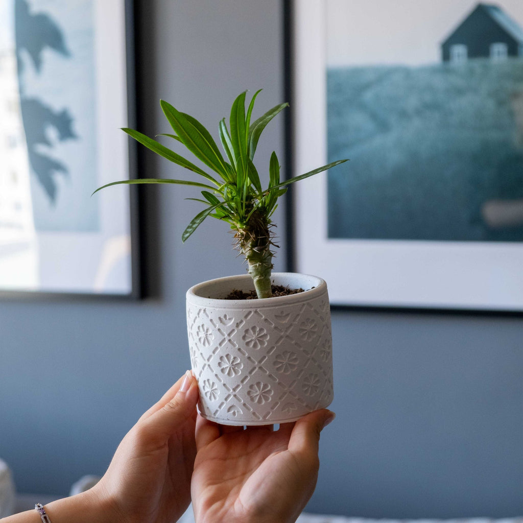 White Concrete Radius Pot