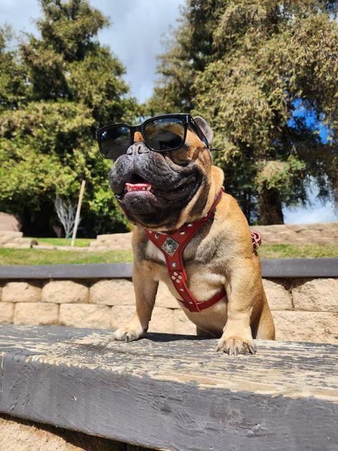 Eros Harness Black and Orange Small to Medium