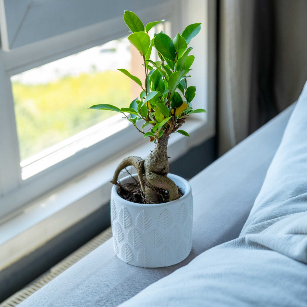 White Concrete Ivy with Green Concrete Pot