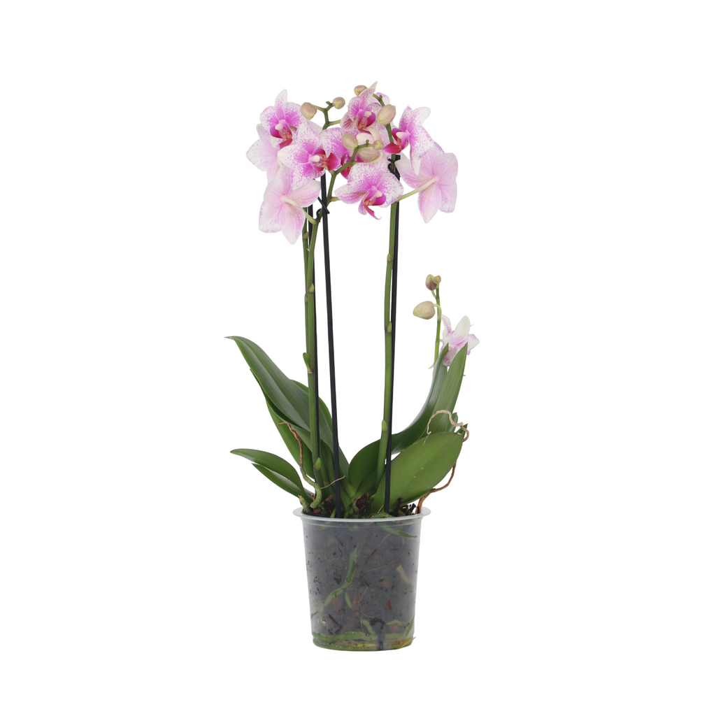 Moth orchid - Phalaenopsis Multiflora - Height 35-45cm - ⌀12cm