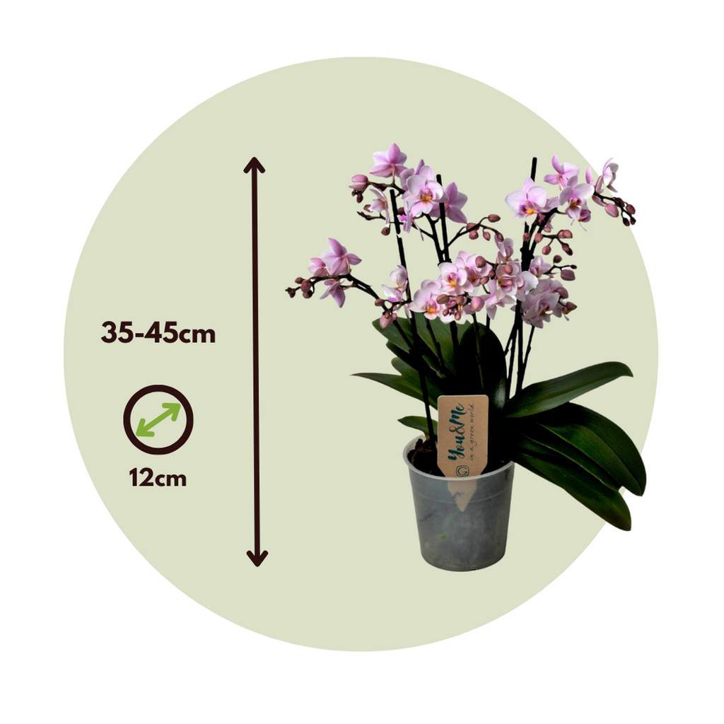 Moth orchid - Phalaenopsis Multiflora - Height 35-45cm - ⌀12cm
