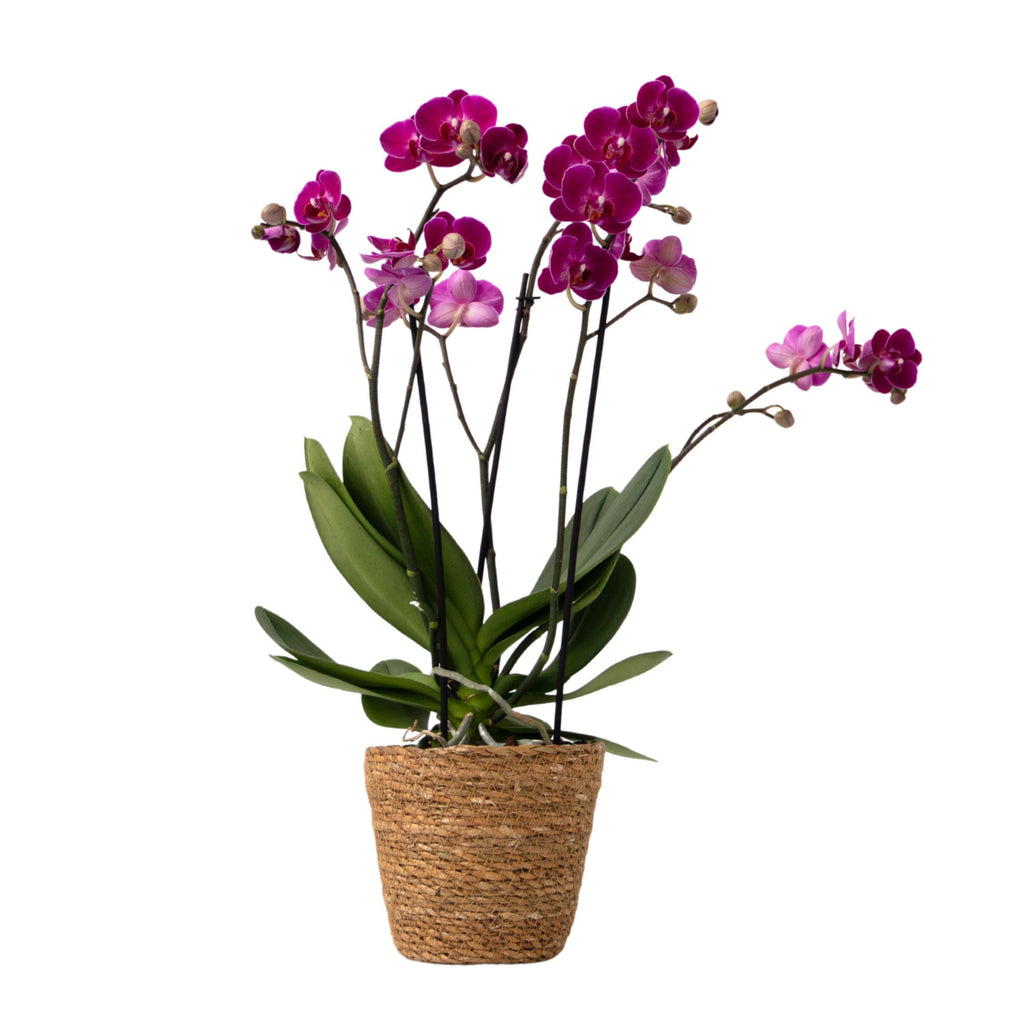 Moth Orchid - Phalaenopsis Multiflora with basket - Height 35-45cm - ⌀12cm