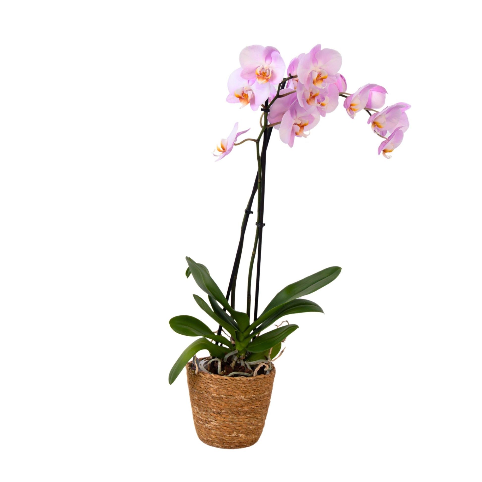 Moth orchid - Phalaenopsis - Height 50-60cm - ⌀12cm