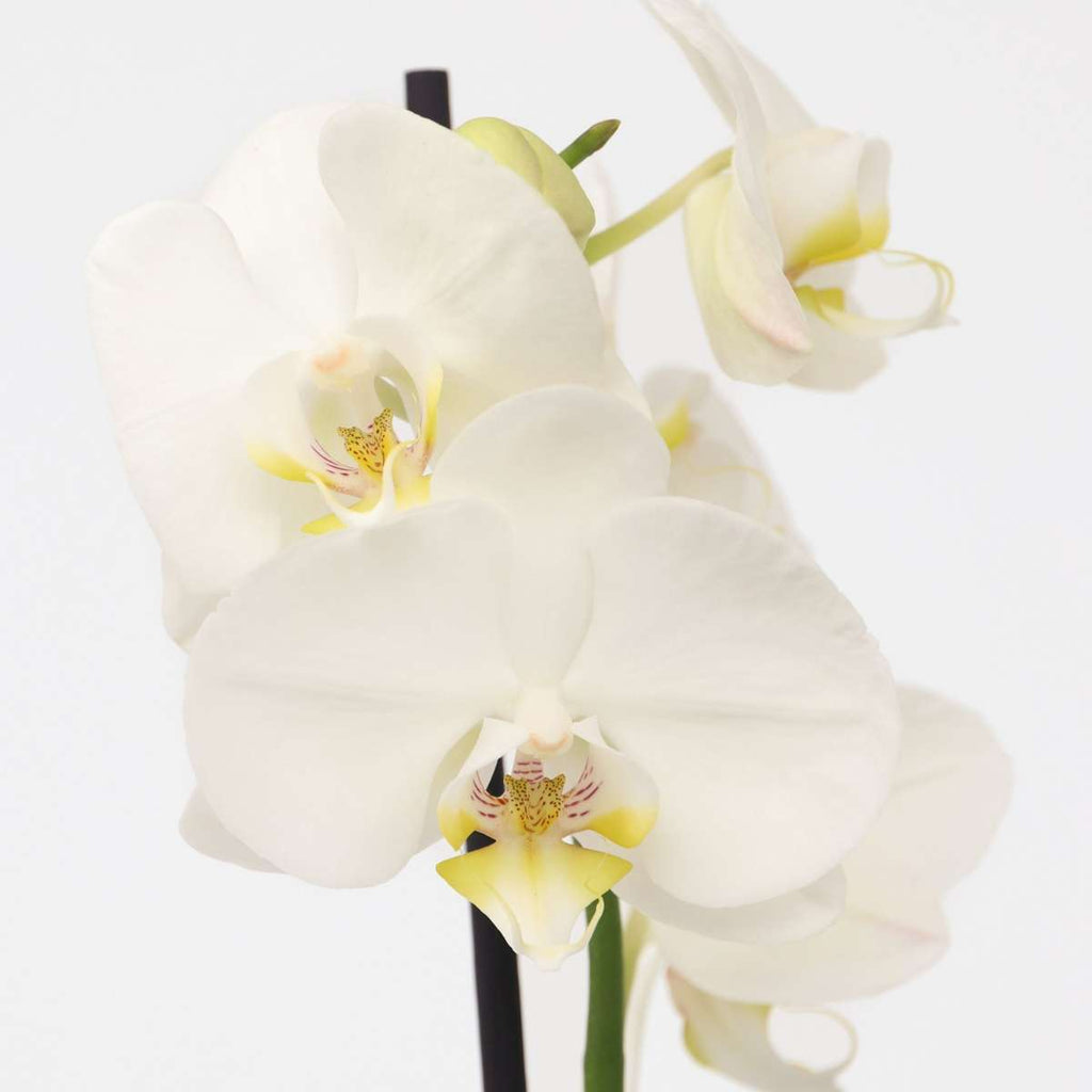 Moth orchid - Phalaenopsis - Height 50-60cm - ⌀12cm