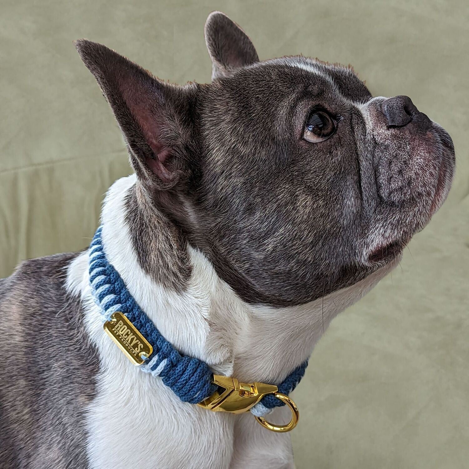 Make Your Own Dog Collar and Friendship Bracelet Craft Kit in Blue