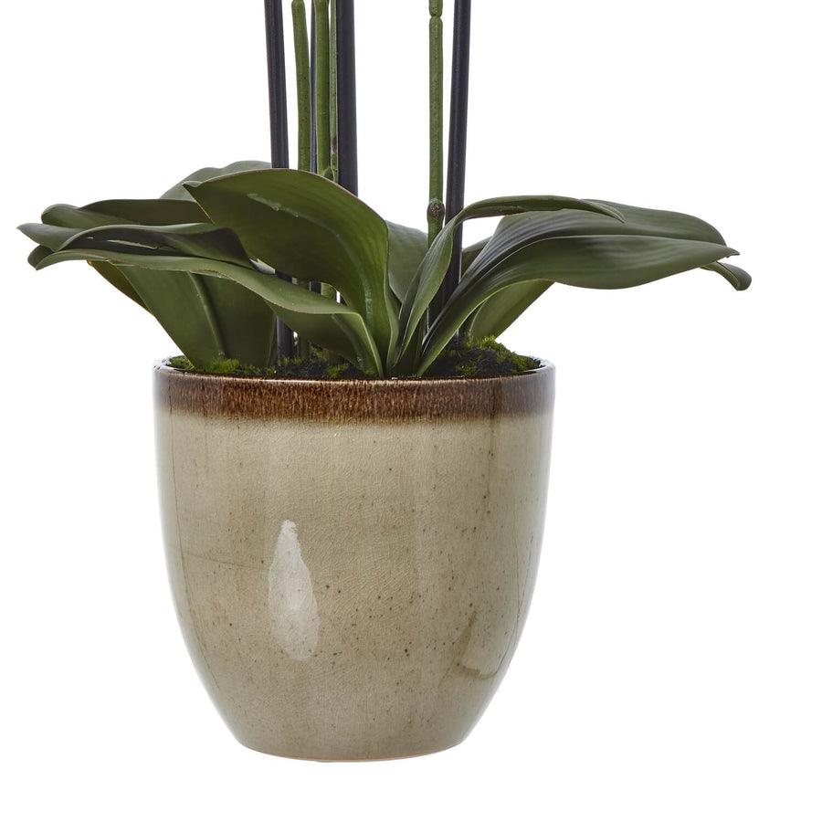 Lifelike cream phalaenopsis orchid arrangement in ceramic pot, perfect for home decor by Sostter at brixbailey.com