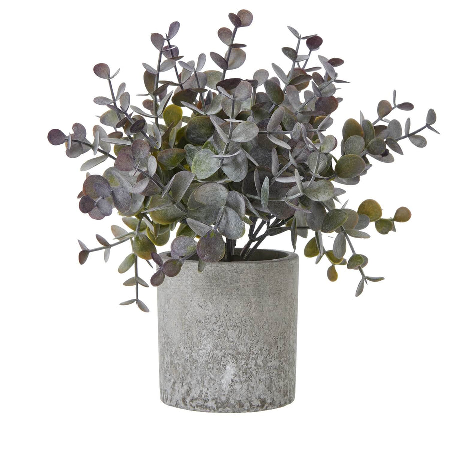 Small artificial eucalyptus plant in grey concrete pot with silvery-blue foliage, lifelike and maintenance-free by Sostter at brixbailey.com