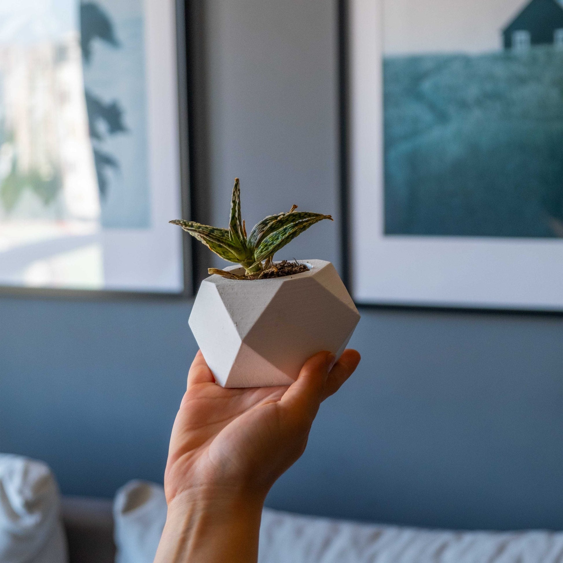 White Concrete Hexagonal Pot