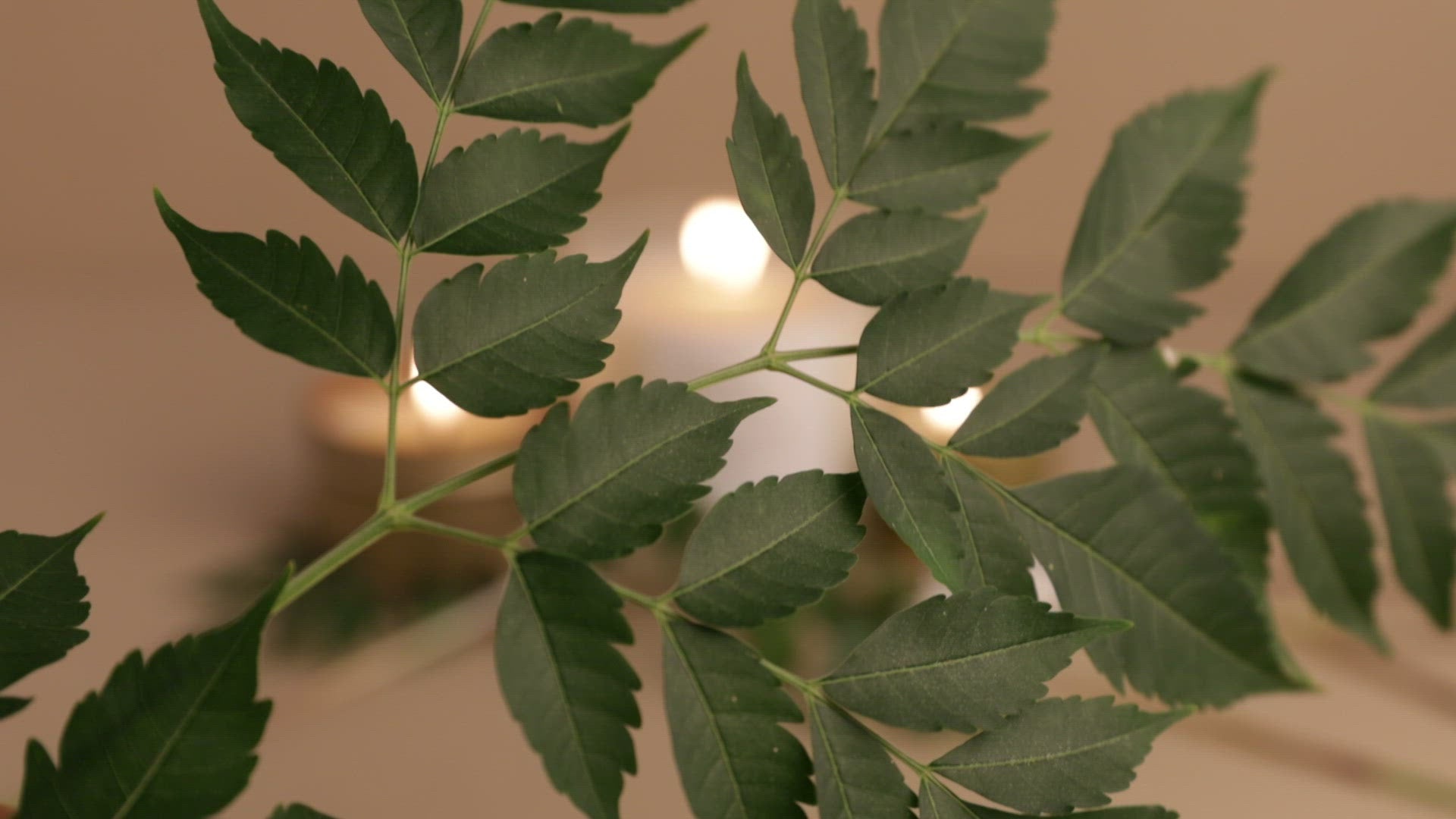 Forest Bathing Candle in Fir Pine and Patchouli