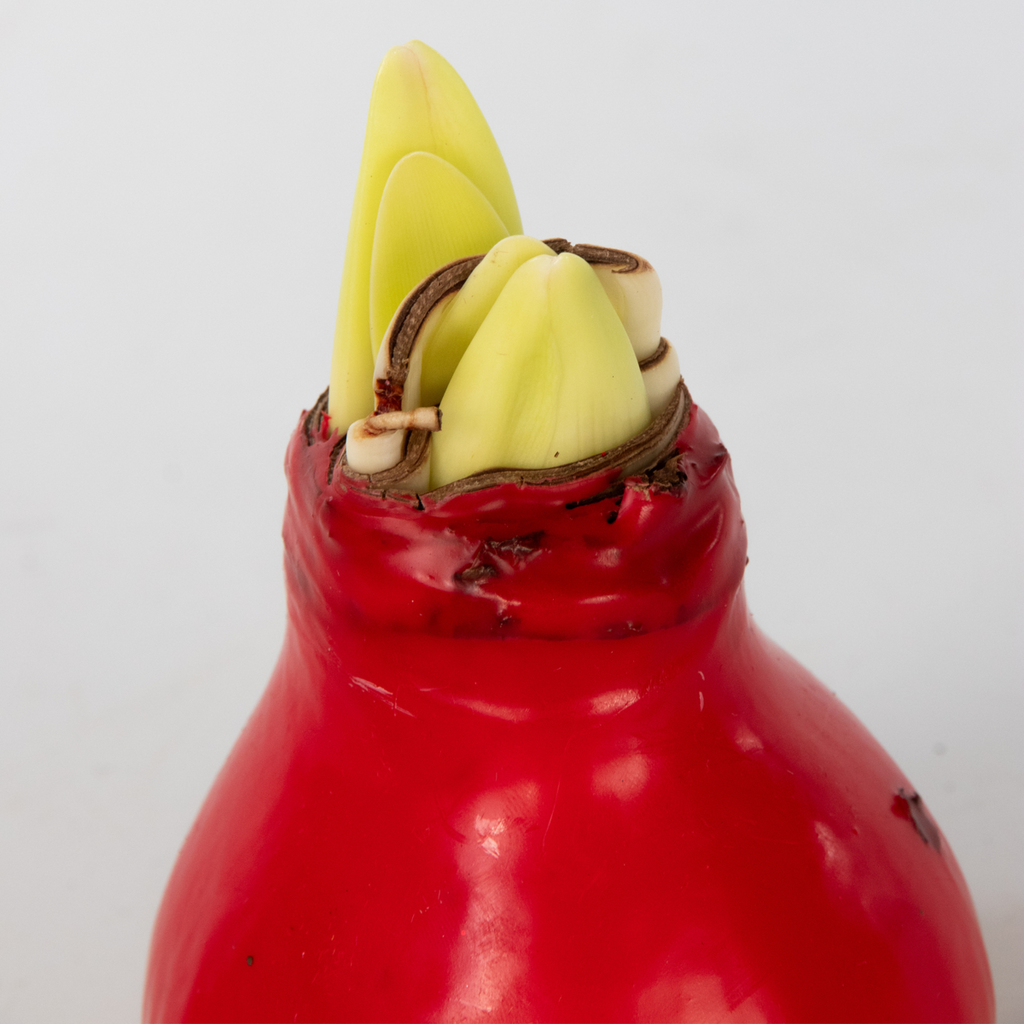Amaryllis - Hippeastrum 'Wax Red' - Flower Bulb - Red
