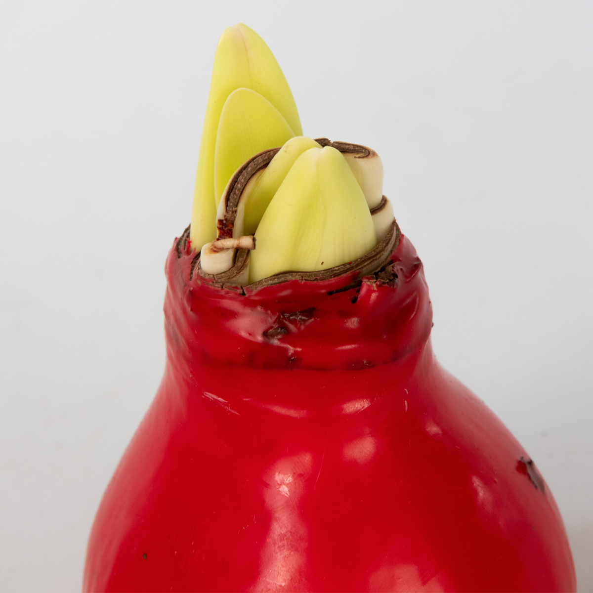 Amaryllis - Hippeastrum 'Wax Red' - Flower Bulb - Red