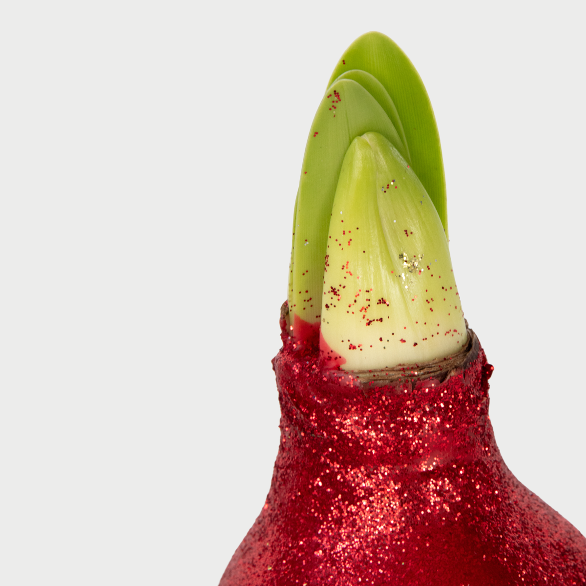 Amaryllis - 3 pcs. - Hippeastrum 'Glitter Mix' - Flower Bulb - Red