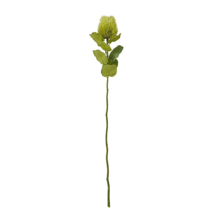 Lifelike green Banksia stem, artificial botanical decor, 59cm tall, hyper-realistic Australian flora for farmhouse or boho interiors by Sostter at brixbailey.com