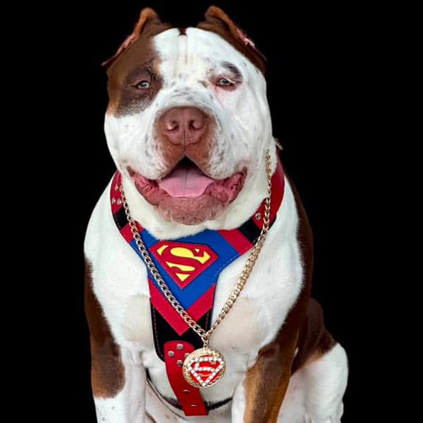 Superdog Harness for Medium to Giant Dogs