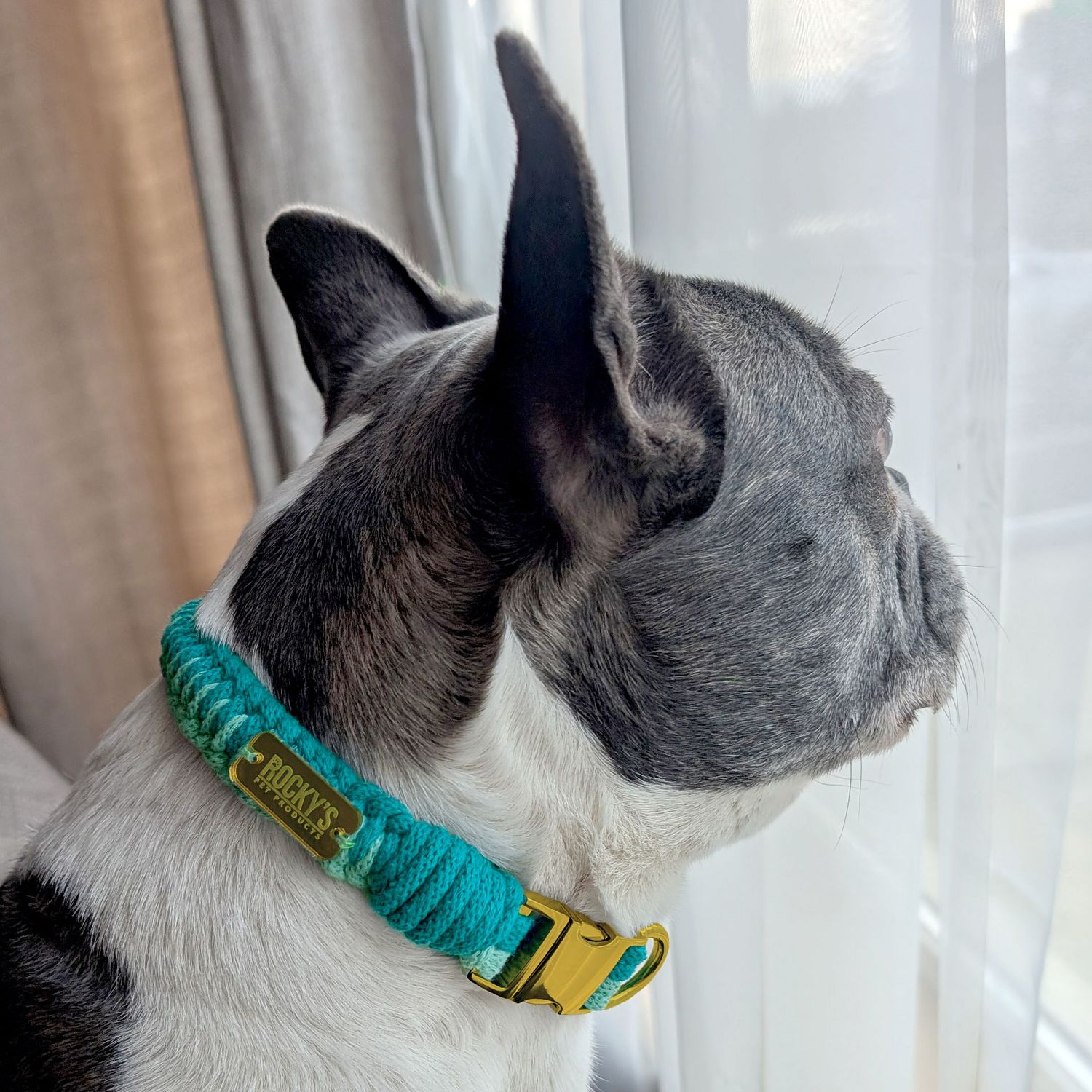 Make Your Own Dog Collar Craft Kit in Mint