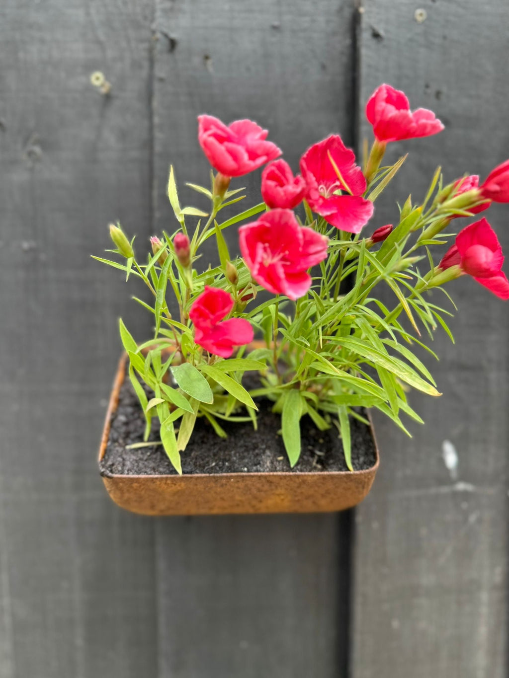Vintage Rusty Metal Wall Mounted Planter / Herb Planter Plant Pot Fence Display