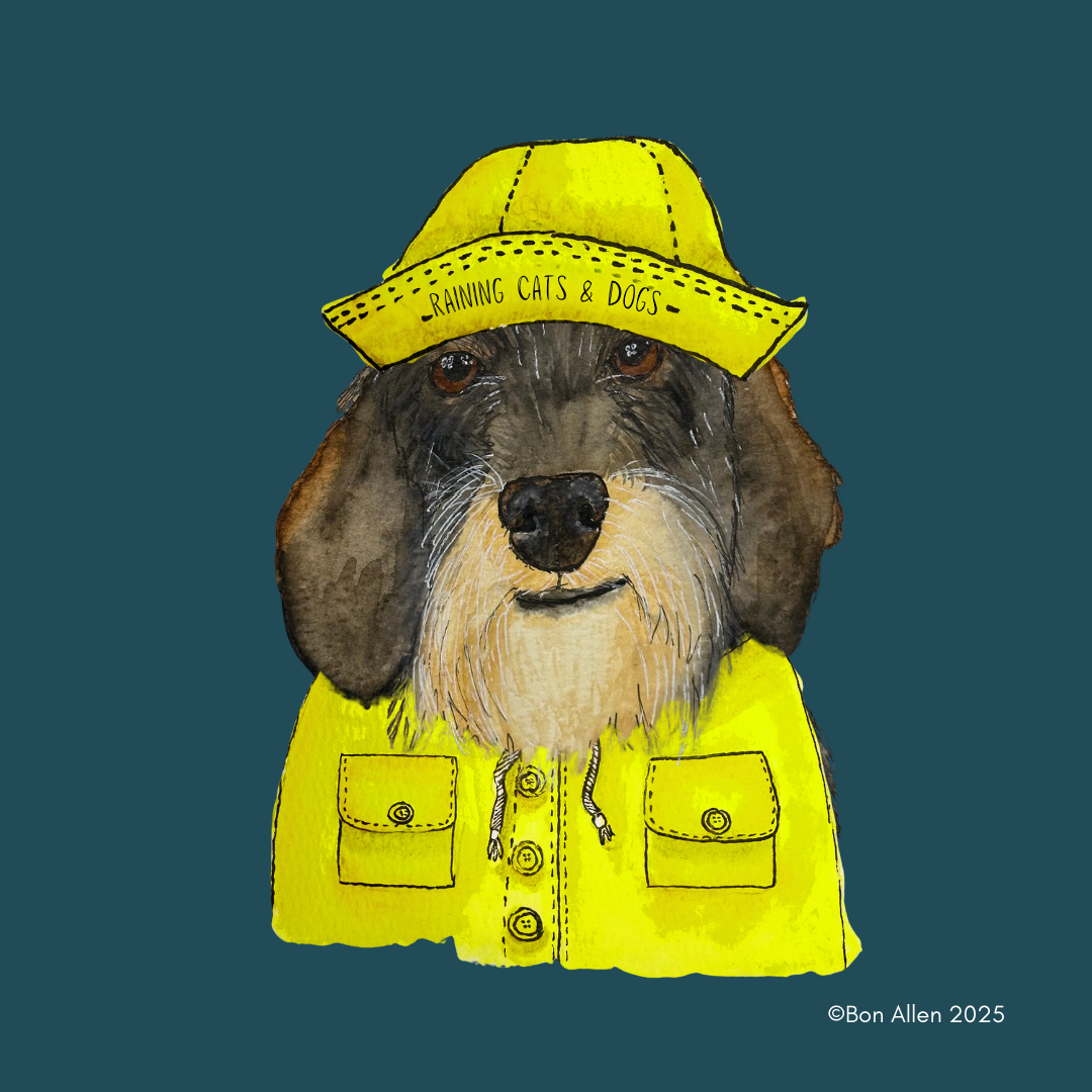 Dachshund Downpour Defender – Stay Dry in Style