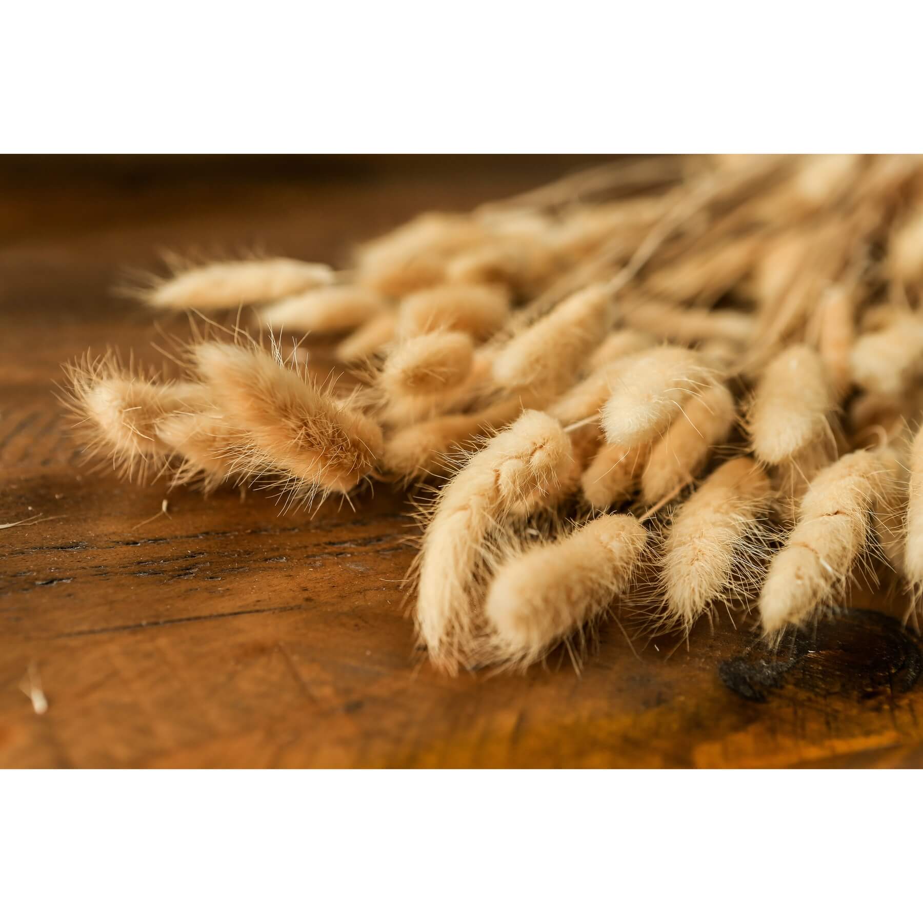 Fluffy white dried bunny tails stems, 76 cm tall, adding natural texture and neutral elegance to home decor by Sostter at brixbailey.com