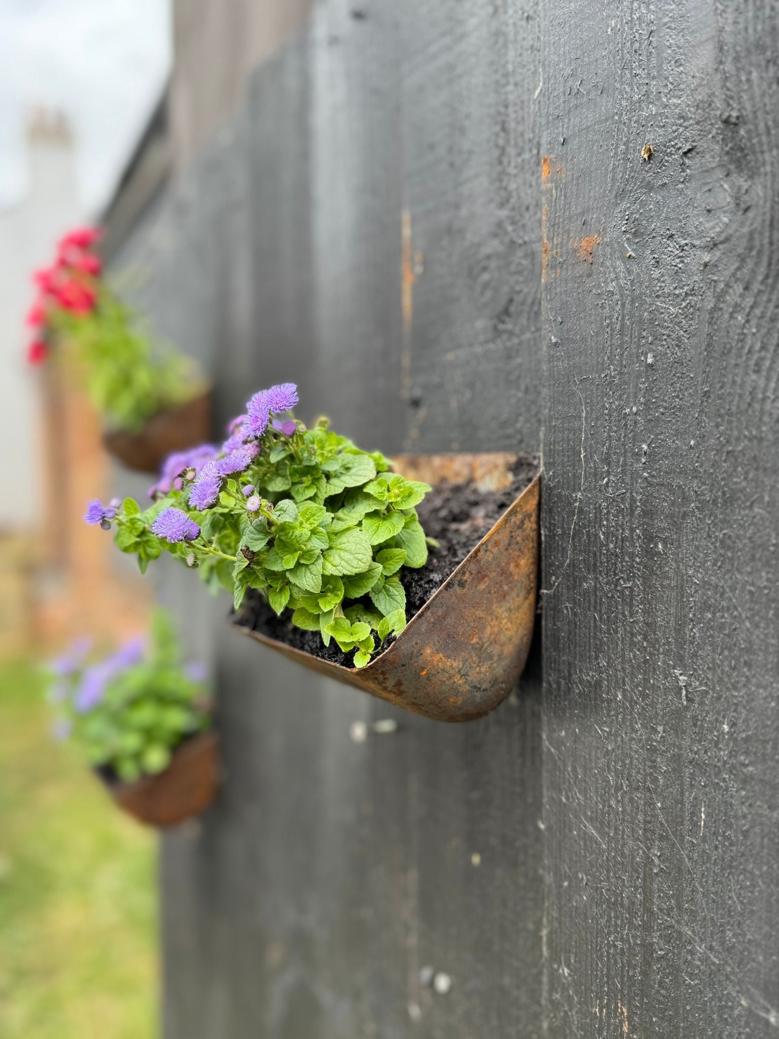 Vintage Rusty Metal Wall Mounted Planter / Herb Planter / Plant Pot Fence Decor