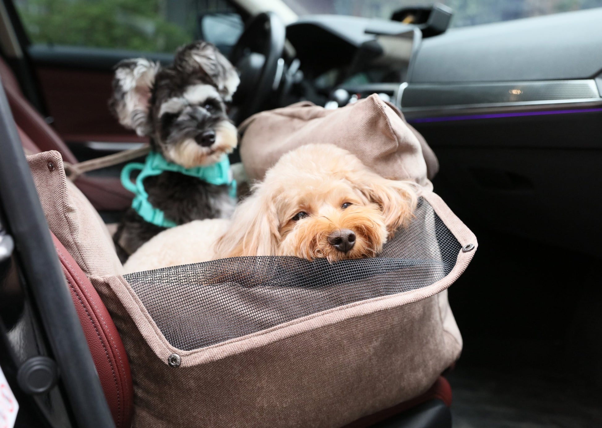 Pink Dog Car Seat for Small and Medium Pets