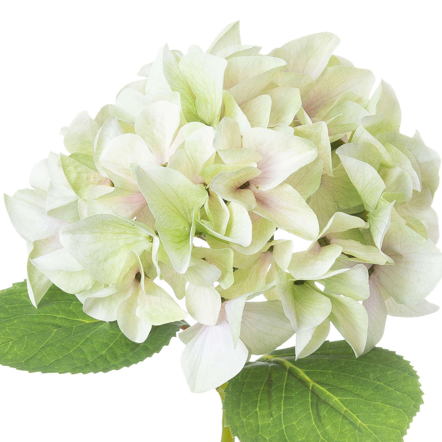 Lifelike artificial hydrangea stem in soft green, 50cm tall, with realistic plastic petals for elegant home decor by Sostter at brixbailey.com