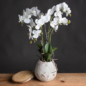 Lifelike white faux orchid in rustic stone pot, 70cm tall with realistic blooms and soil detailing. by Sostter at brixbailey.com