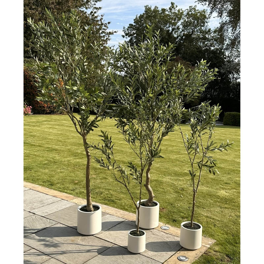 150cm artificial Apulia Olive Tree with silvery-green leaves, gnarled trunk, and olives in white planter by Sostter at brixbailey.com