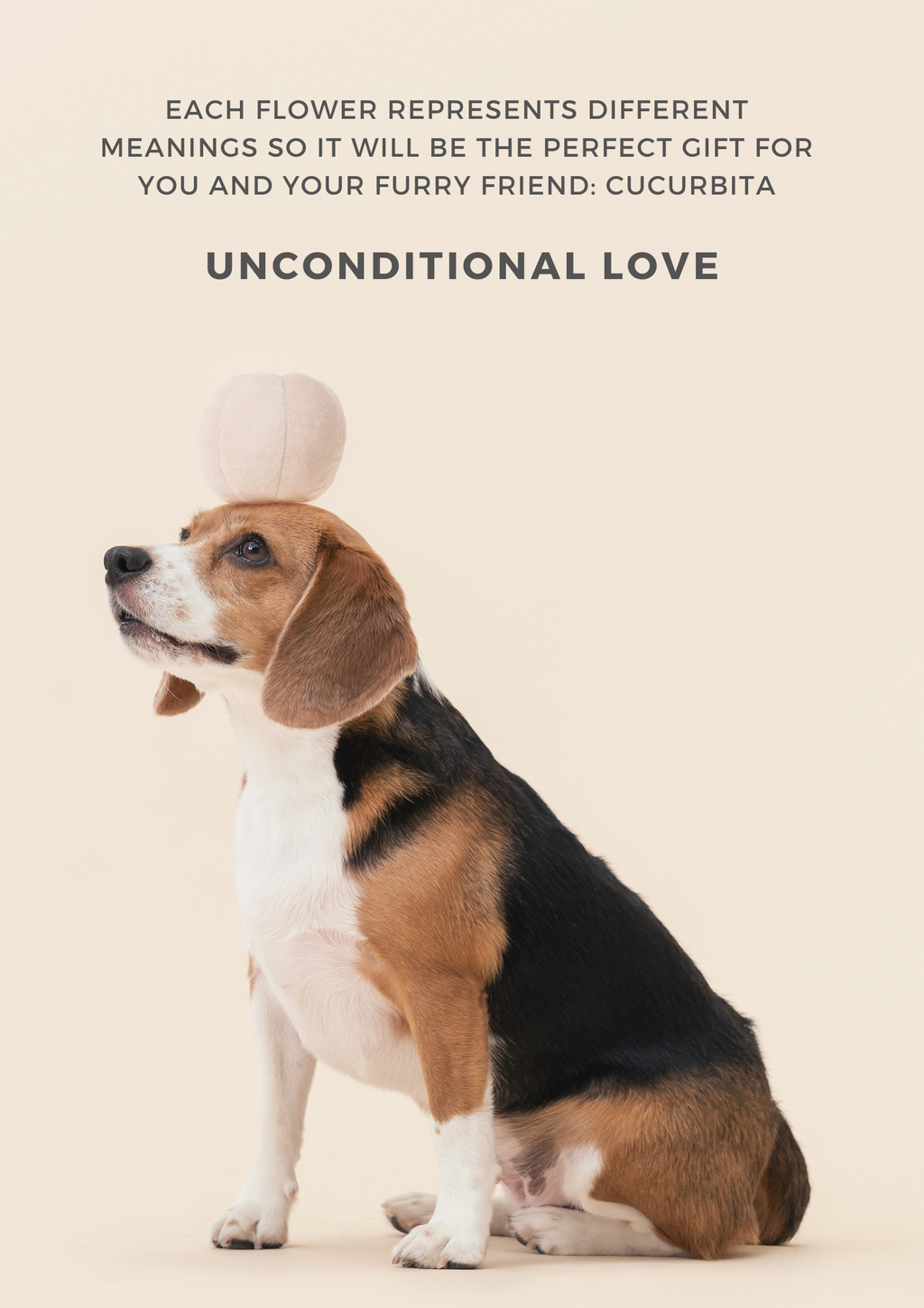 Cucurbita Plush Pet Toy with Hidden Treat Pocket