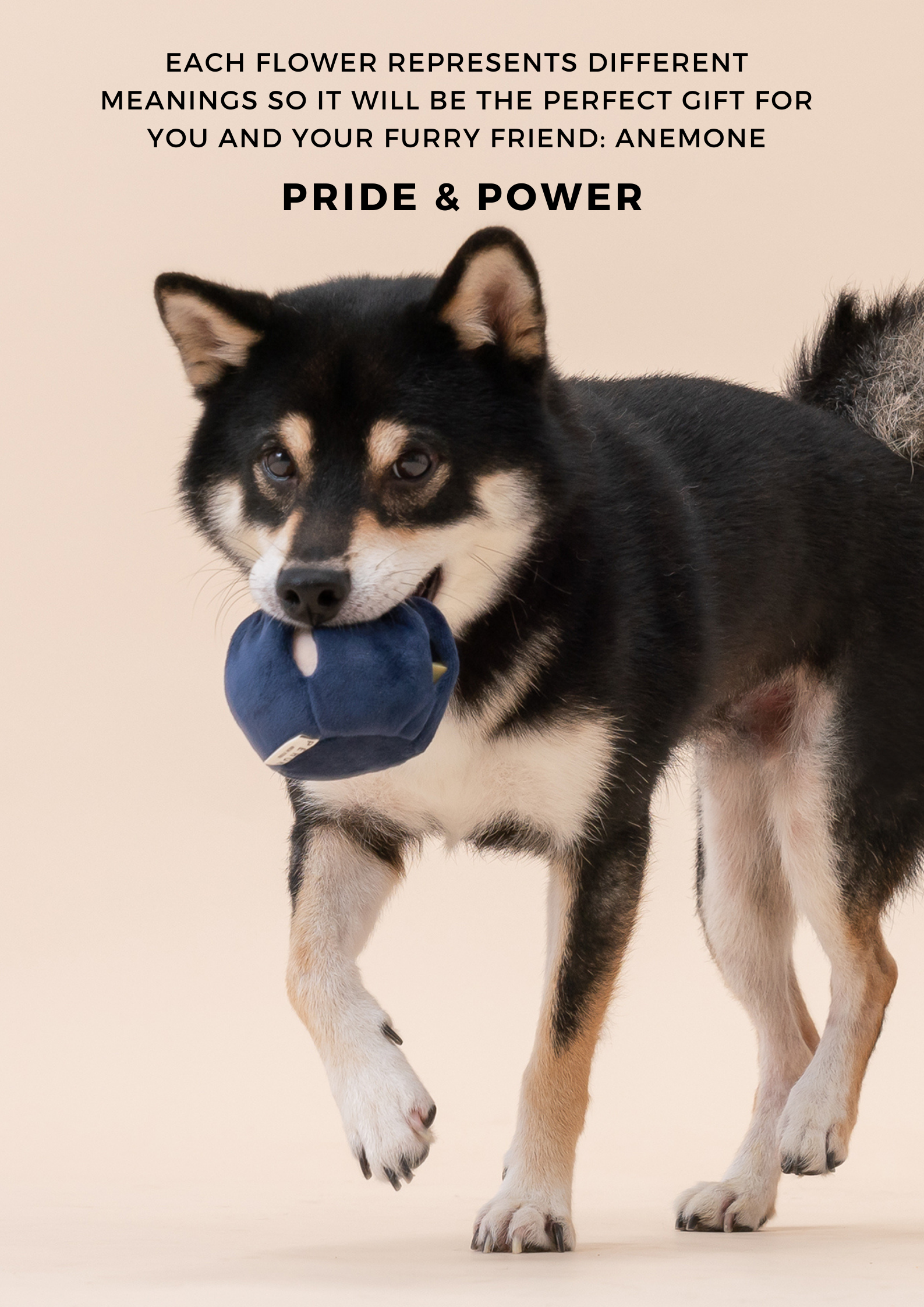 Paradise Anemone Pet Toy with Squeaker