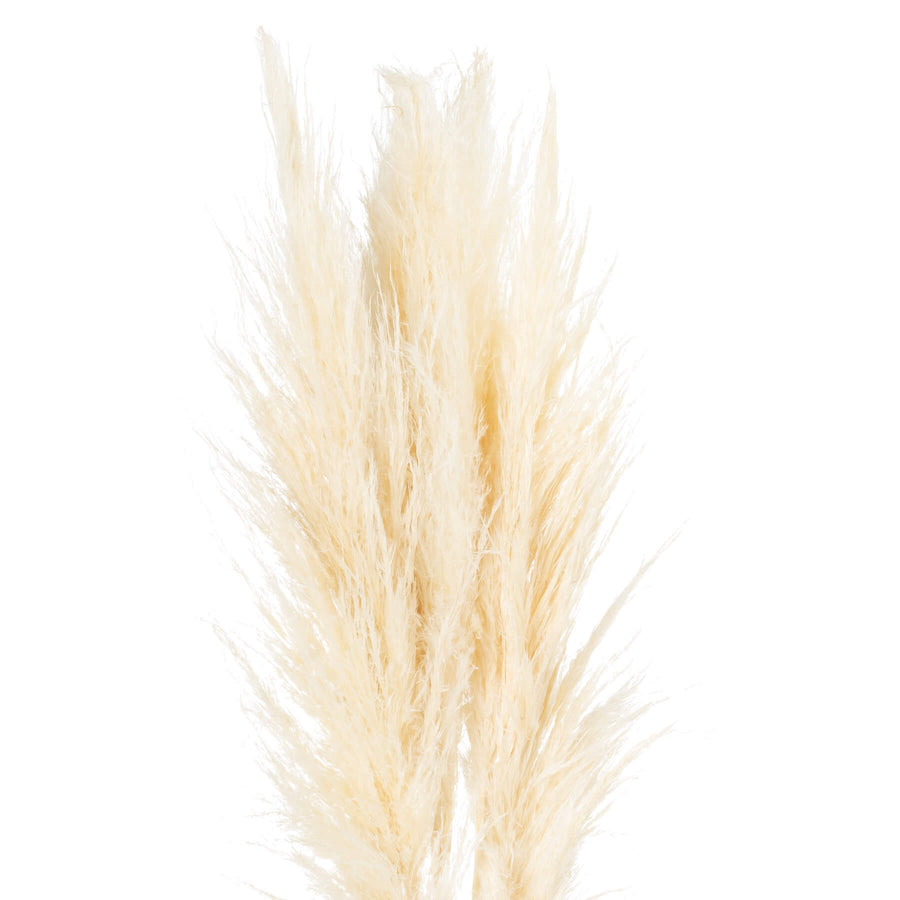 Delicate dried floral stems with feathery cream plumes, 47 inches tall, for organic-modern home decor by Sostter at brixbailey.com