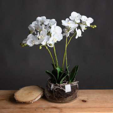 White orchid artificial flower in glass pot, lifelike blooms with realistic roots, elegant home decor centerpiece by Sostter at brixbailey.com