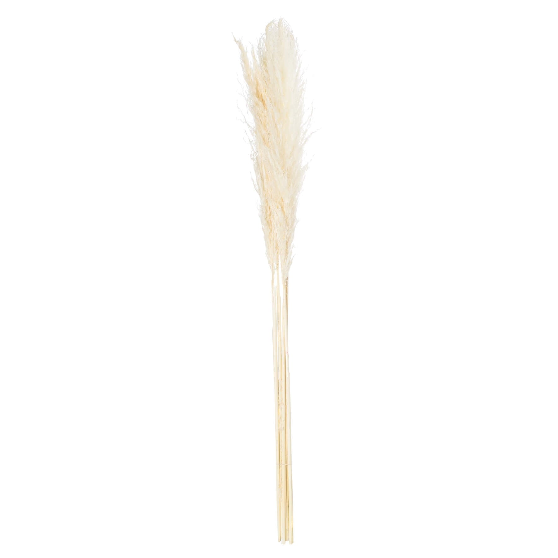 Soft cream dried floral stems with feathery plumes, 47 inches tall, for organic-modern home decor by Sostter at brixbailey.com