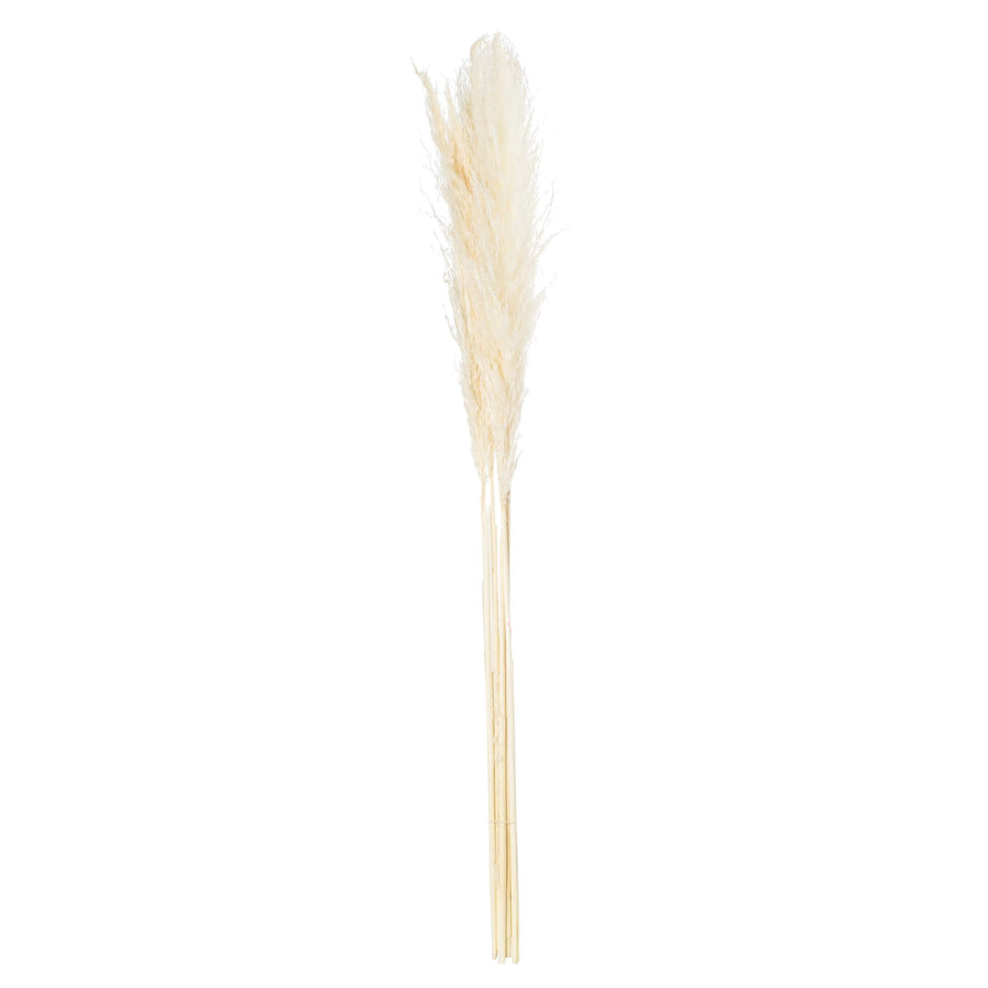 Soft cream dried floral stems with feathery plumes, 47 inches tall, for organic-modern home decor by Sostter at brixbailey.com