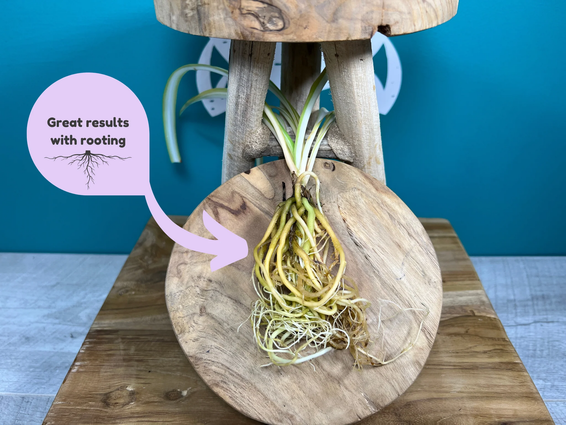 Plant Propagation Gift Set #4