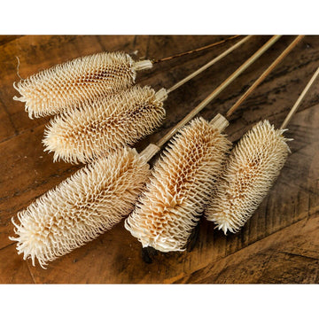Tall dried thistle arrangement in natural white tones, 60cm high, for organic home decor by Sostter at brixbailey.com