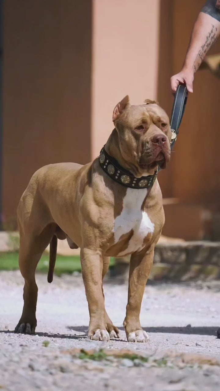 Maximus Black and Gold Dog Collar 2.5 Inch