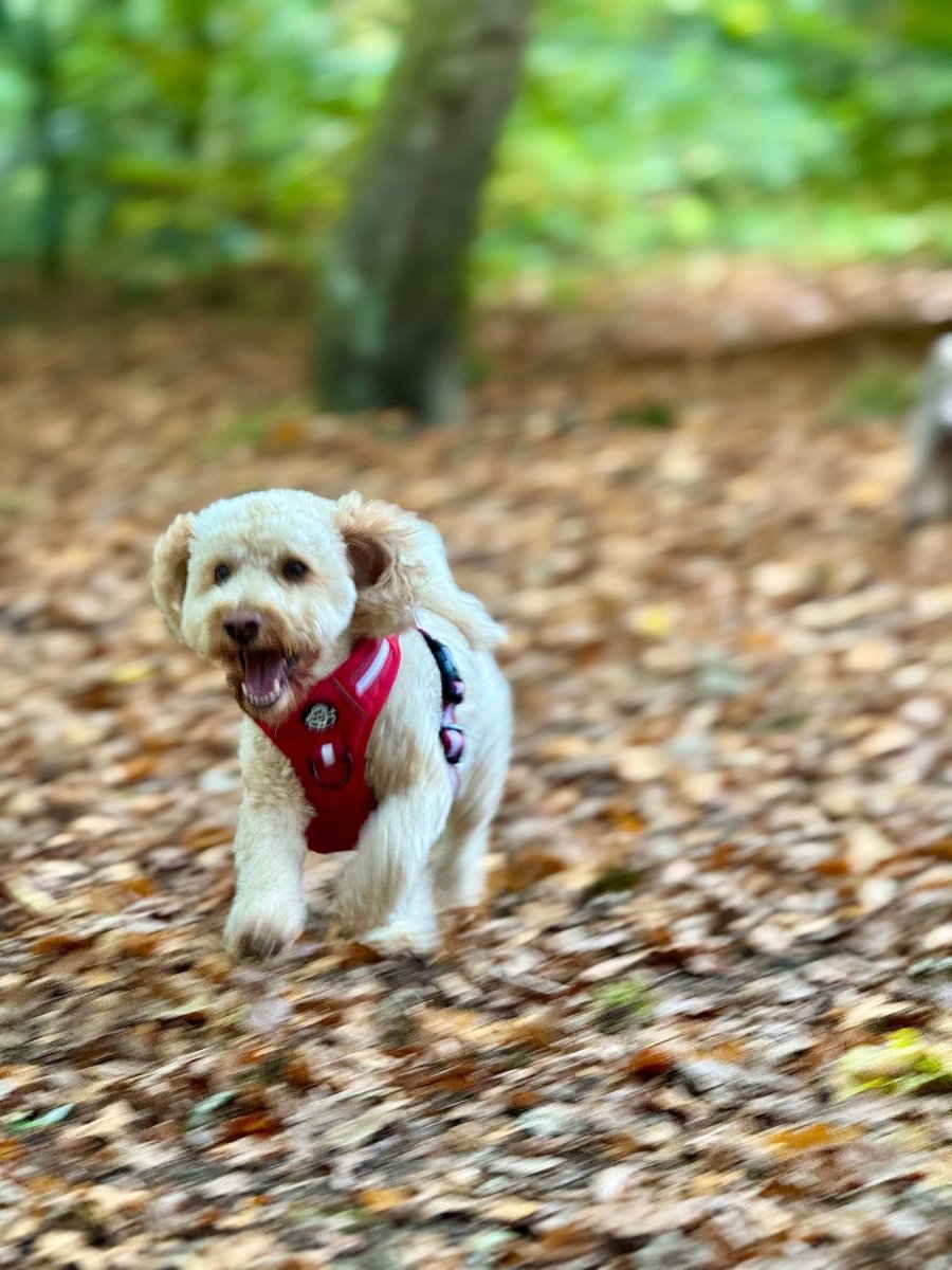 Rugged Rover™ Harness - Berry Red