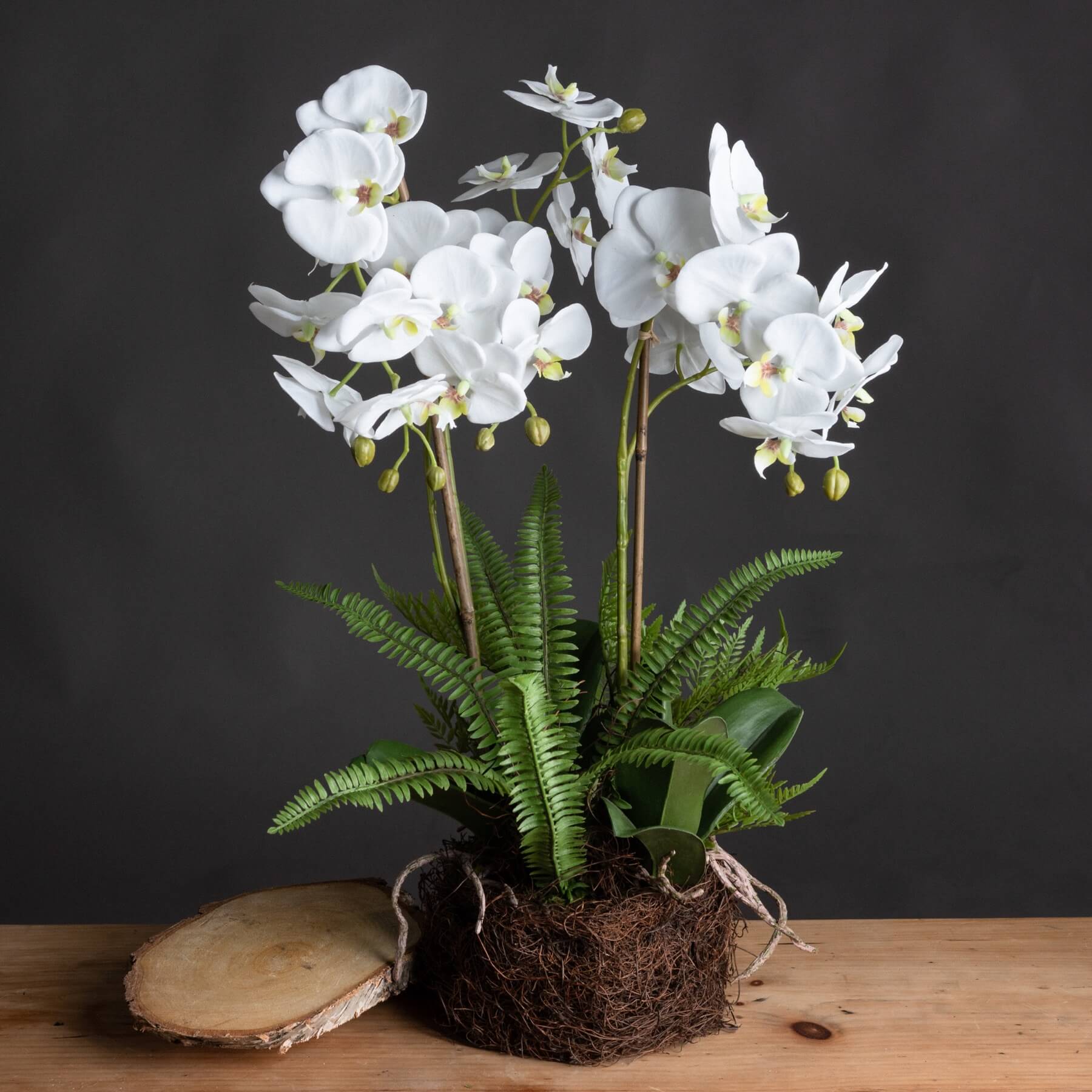 Lifelike white orchid arrangement with bamboo supports, exposed roots, and lush ferns in a rustic base - maintenance-free decor. by Sostter at brixbailey.com