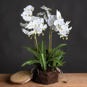 Lifelike white orchid arrangement with bamboo supports, exposed roots, and lush ferns in a rustic base - maintenance-free decor. by Sostter at brixbailey.com
