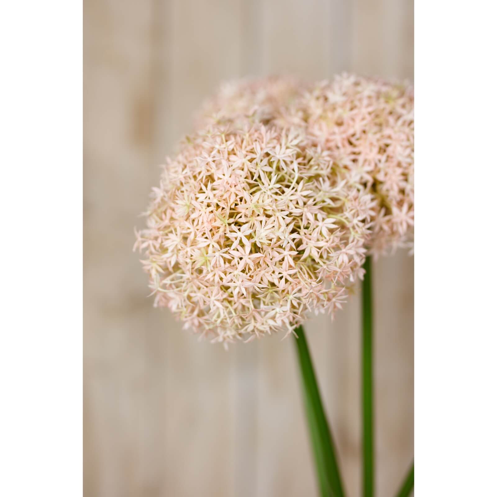 Pink medium allium stem with lifelike spherical bloom, soft pink and ivory florets, 80cm tall, perfect for farmhouse or boho decor by Sostter at brixbailey.com