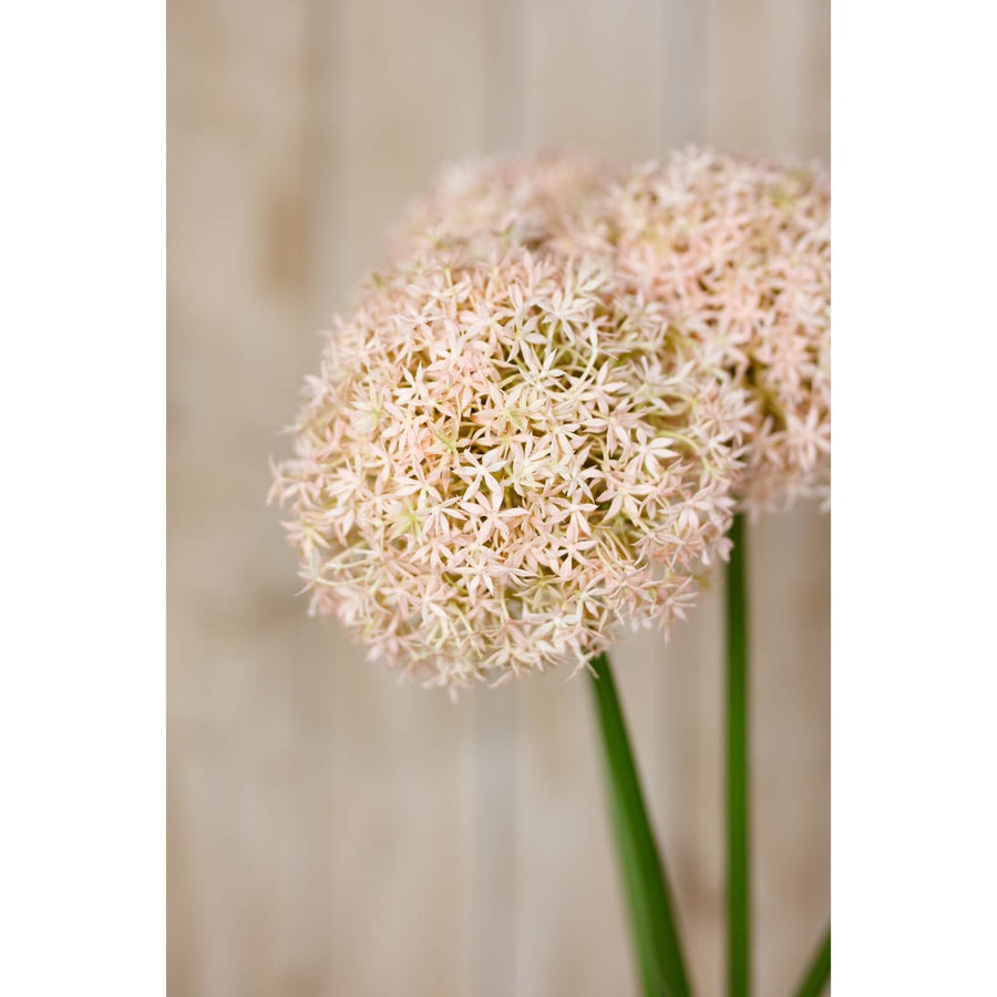 Pink medium allium stem with lifelike spherical bloom, soft pink and ivory florets, 80cm tall, perfect for farmhouse or boho decor by Sostter at brixbailey.com