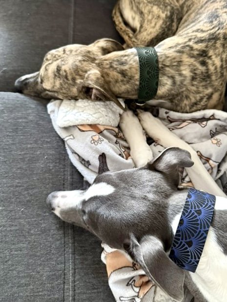 Leather Collar - Art Deco