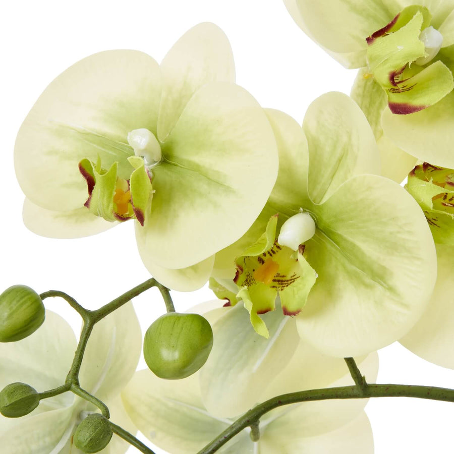 Lifelike faux Phalaenopsis orchid in green with ceramic pot, perfect for home decor by Sostter at brixbailey.com