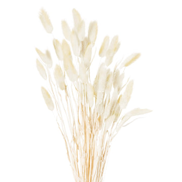 Hand-tied dried Lagurus ovatus stems in natural ivory, soft downy texture, 60cm height for elegant floral arrangements by Sostter at brixbailey.com