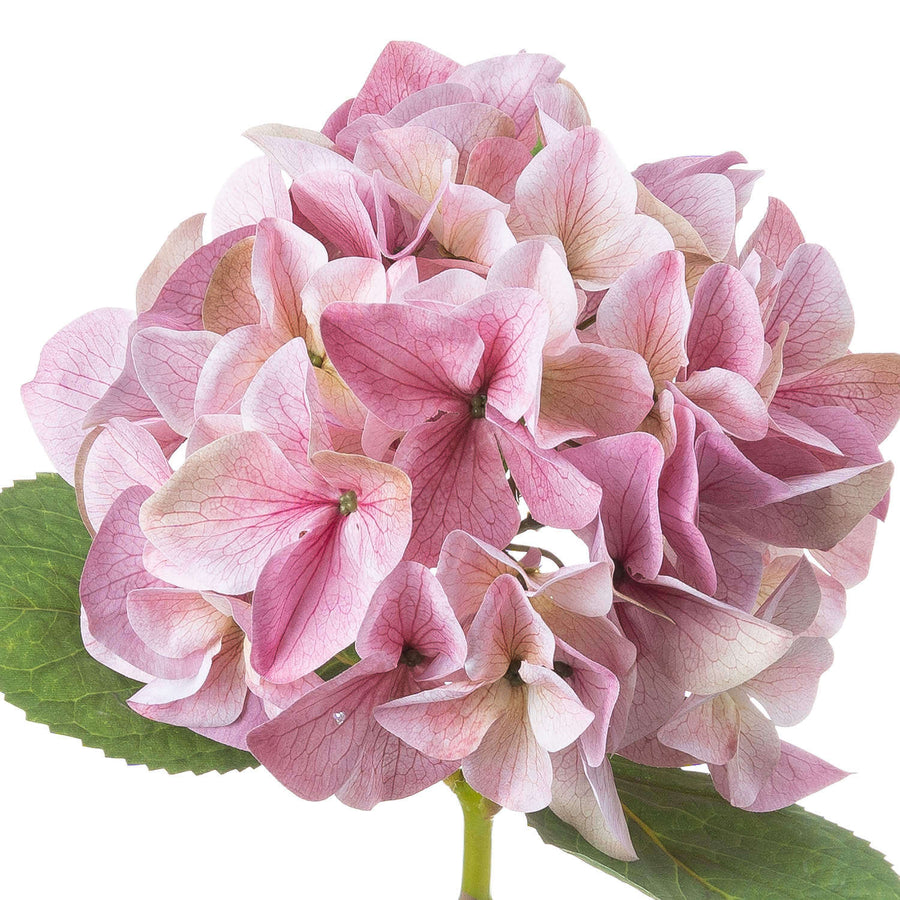 Shabby chic vintage pink artificial hydrangea with lifelike petals, soft color variations, and realistic texture for floral arrangements. by Sostter at brixbailey.com