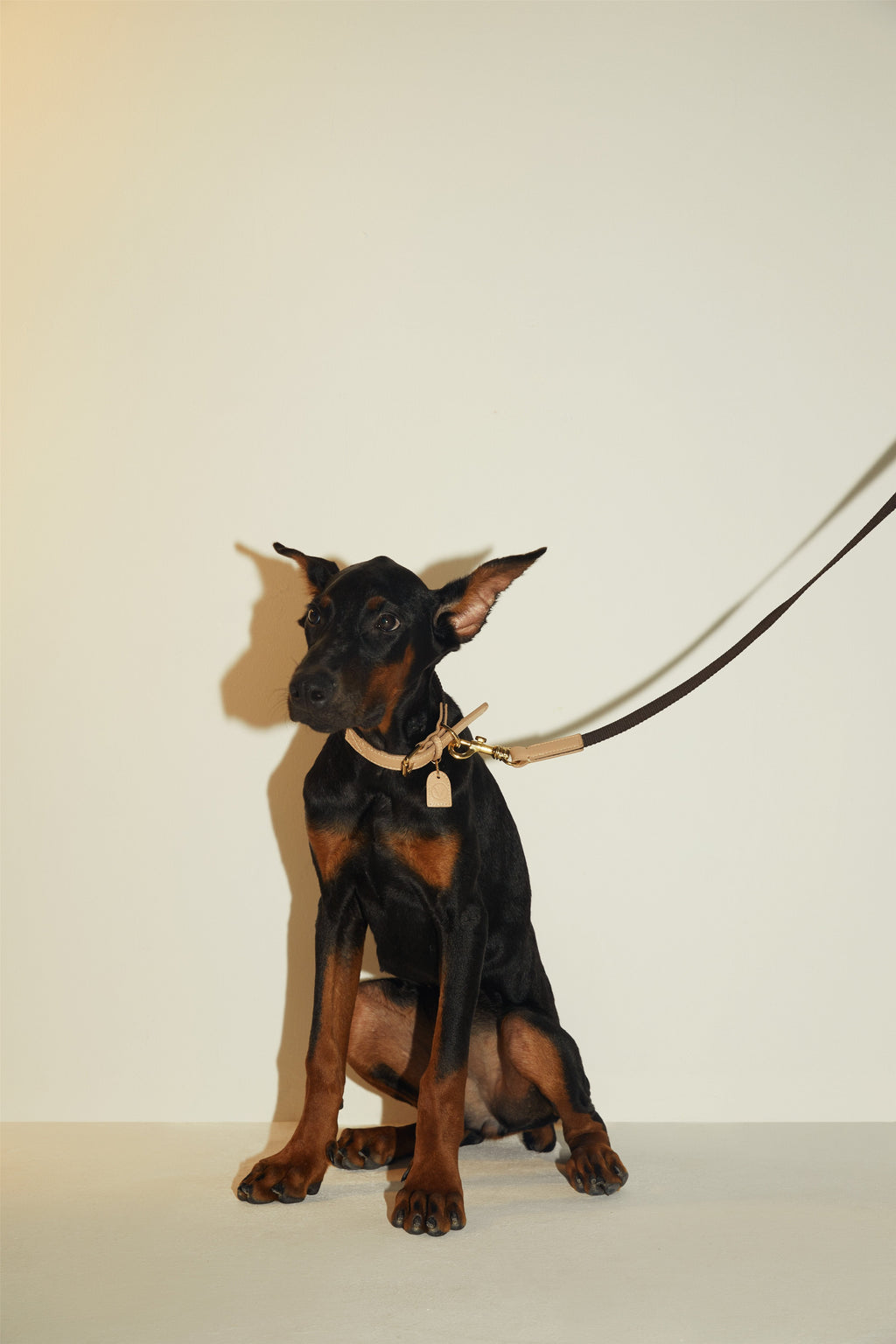 Contrast Lead in Apricot and Black