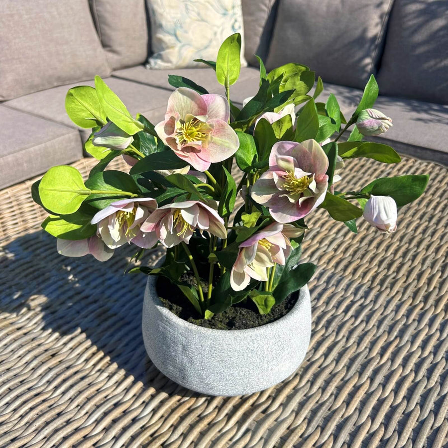 Lifelike faux Hellebore plant with soft pink and white blooms in grey ceramic pot, perfect for home decor by Sostter at brixbailey.com