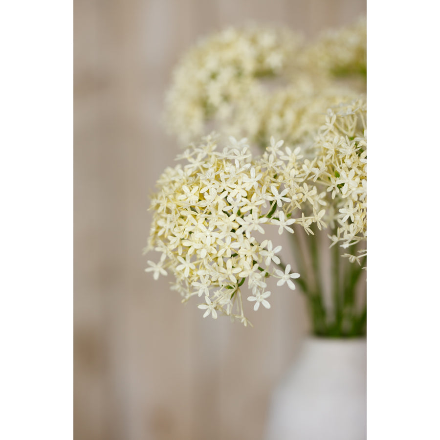 Cream Gloriosa Spray