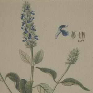 Salvia botanical wall art with handcrafted beaded frame on natural linen, 50x40cm, neutral palette for elegant interiors by RoomLondon at brixbailey.com